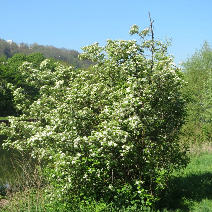 Crataegus laevigata (Hábito)