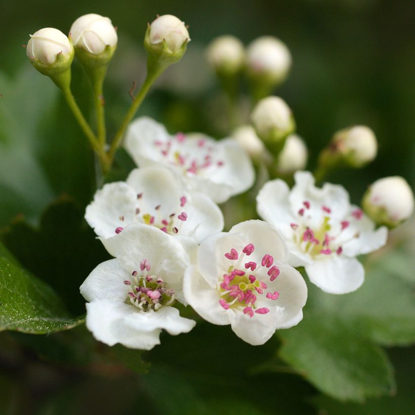 Crataegus laevigata (Floração)