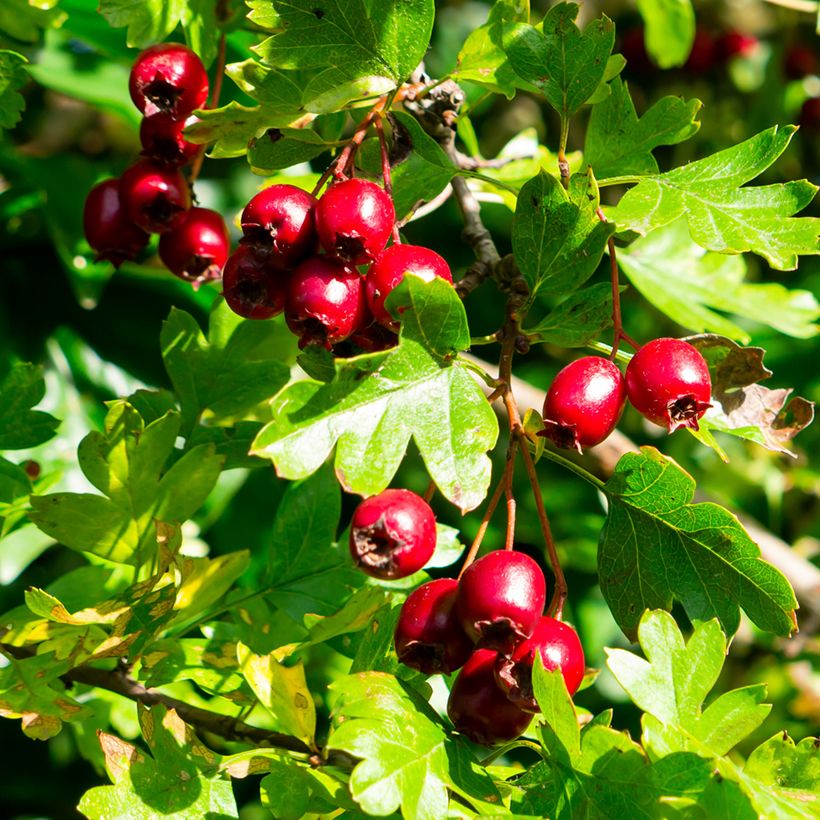 Crataegus laevigata (Colheita)