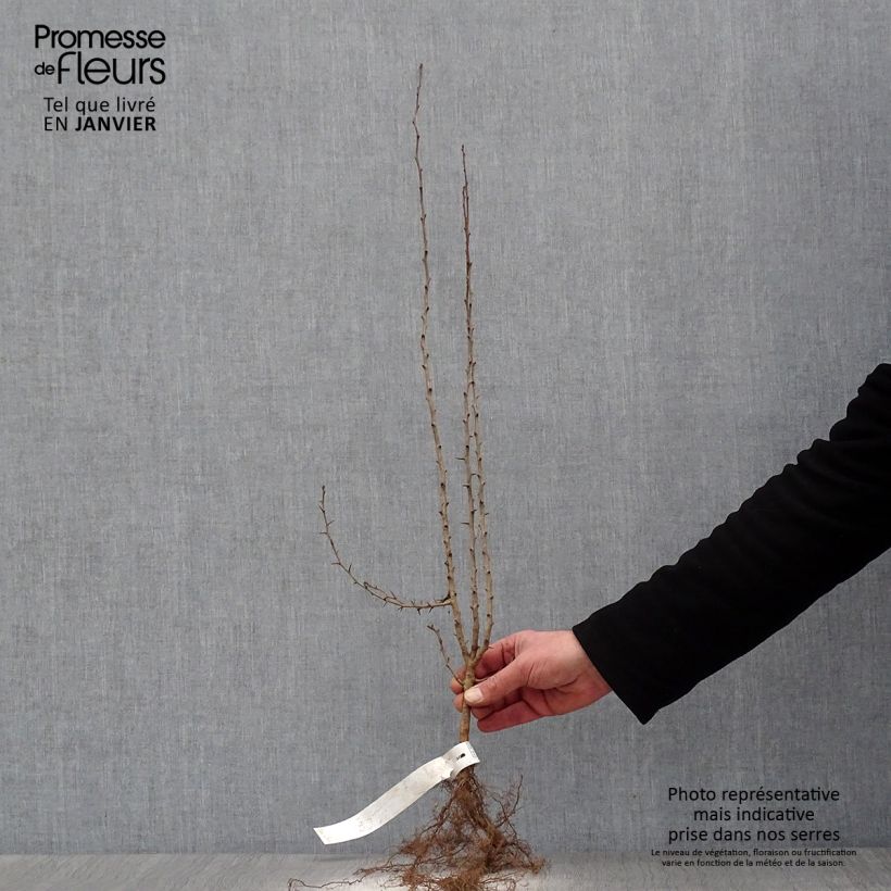 Amostra de Crataegus laevigata Raízes nuas tal como entregue no inverno