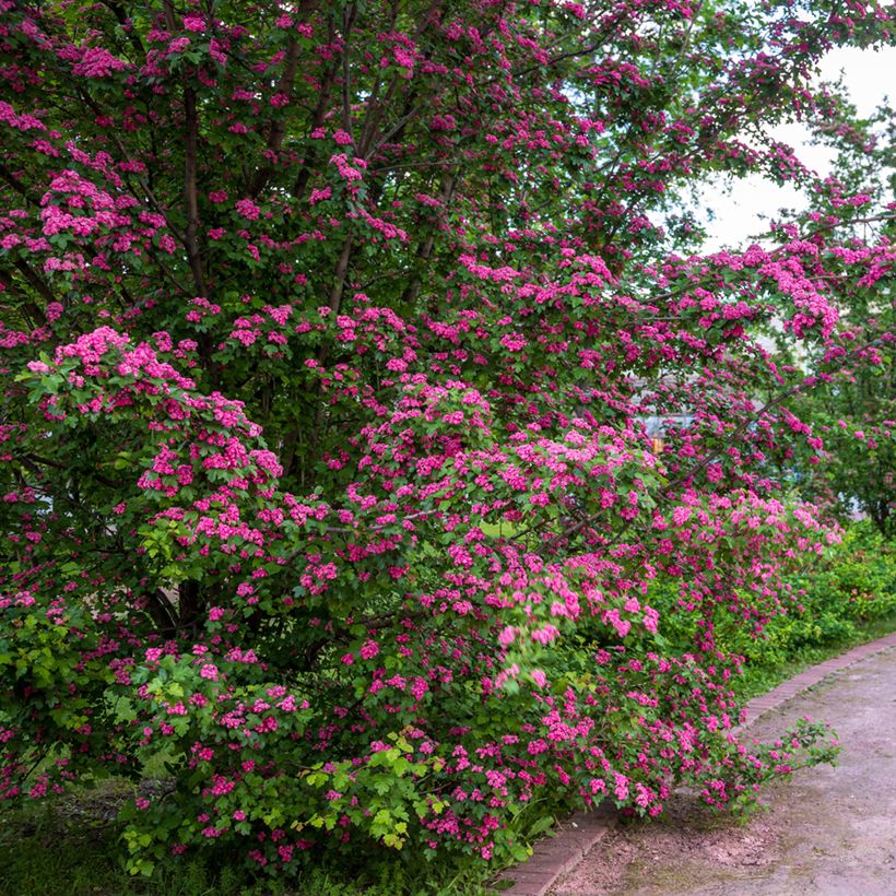 Crataegus laevigata Rosea Flore Pleno (Hábito)