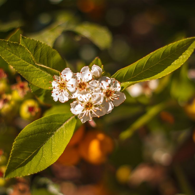 Crataegus mexicana (Floração)