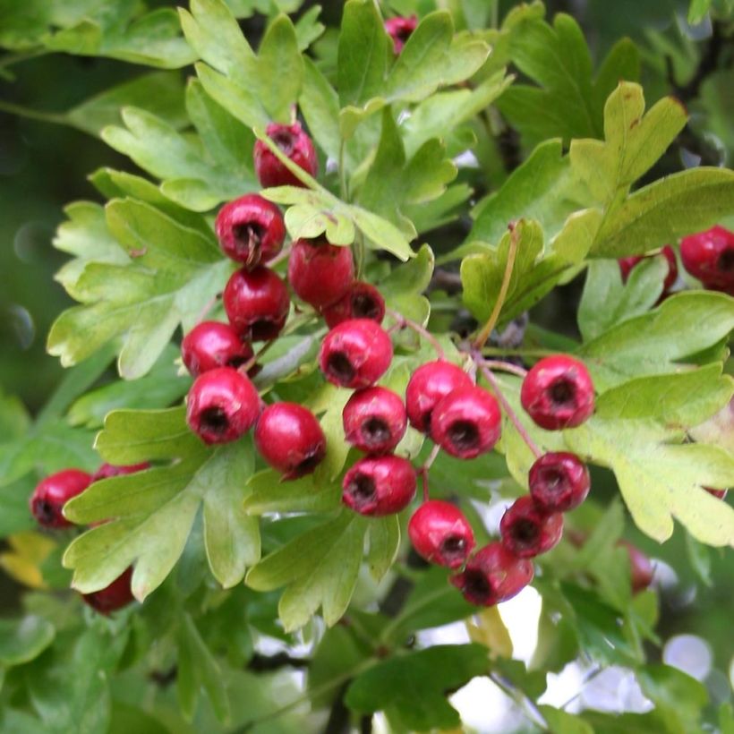 Crataegus monogyna Stricta (Colheita)