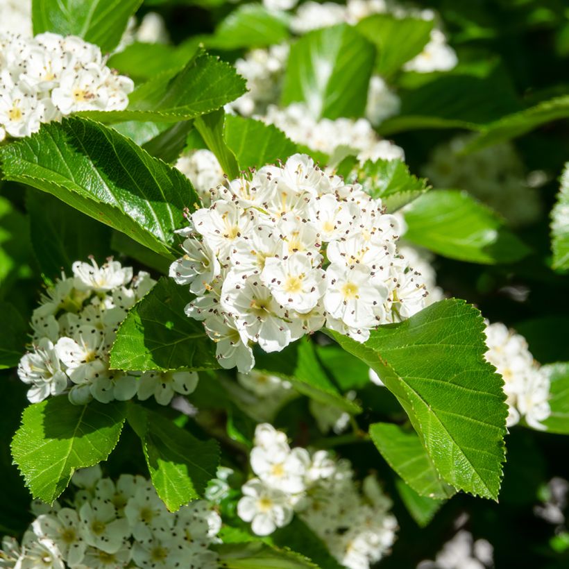 Crataegus prunifolia Splendens (Floração)