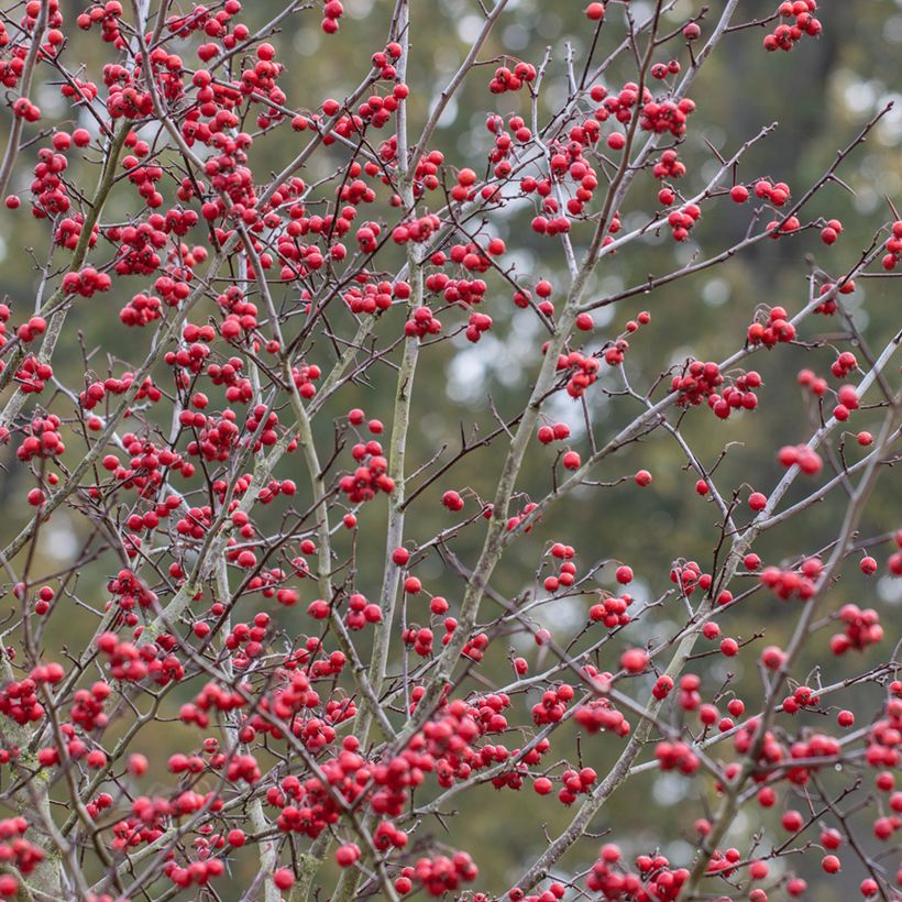Crataegus prunifolia Splendens (Colheita)