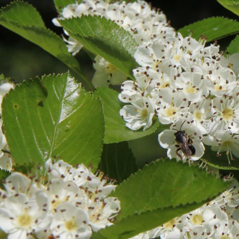 Crataegus prunifolia Splendens (Folhagem)