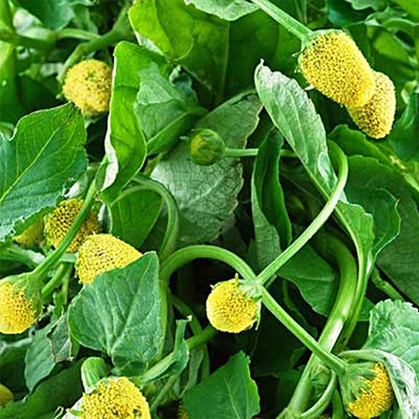 Jambu amarelo - Bredy Mafana (Colheita)
