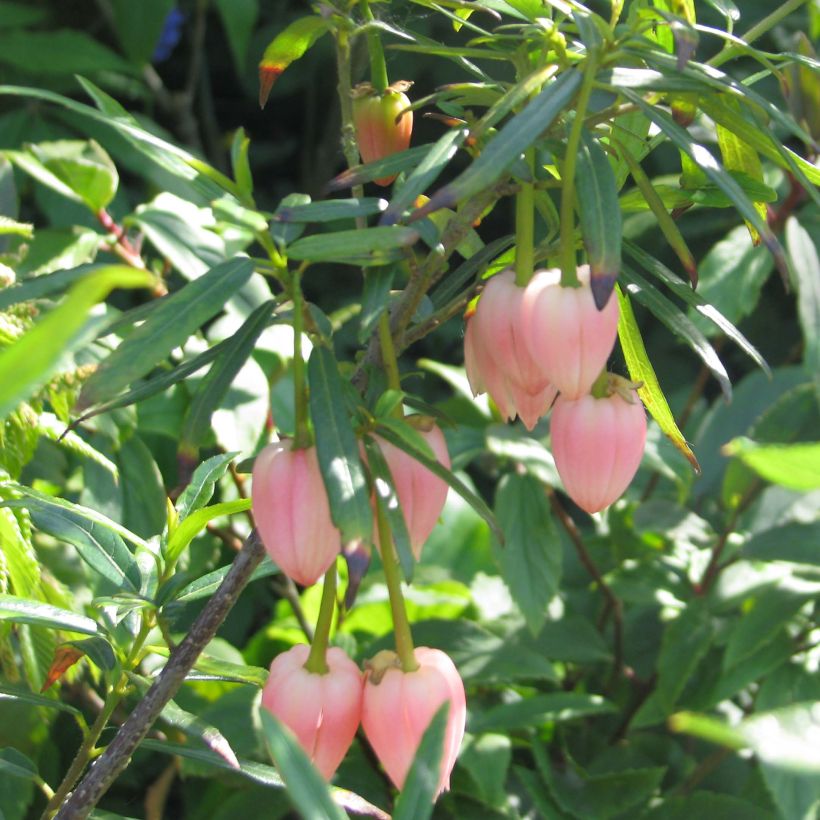 Crinodendron hookerianum Ada Hoffman (Floração)