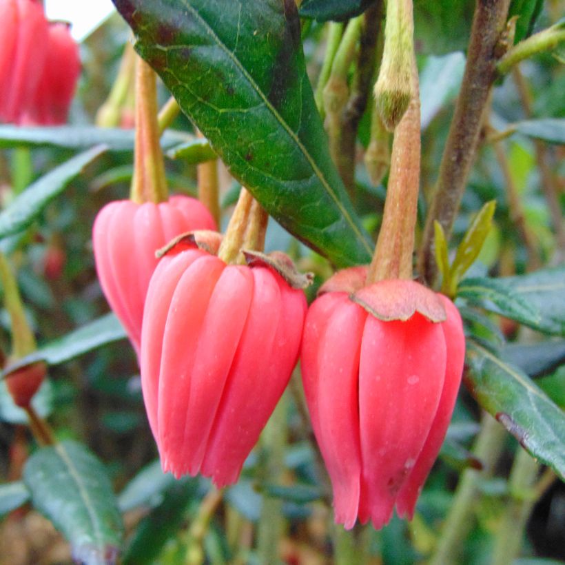 Crinodendron hookerianum (Floração)