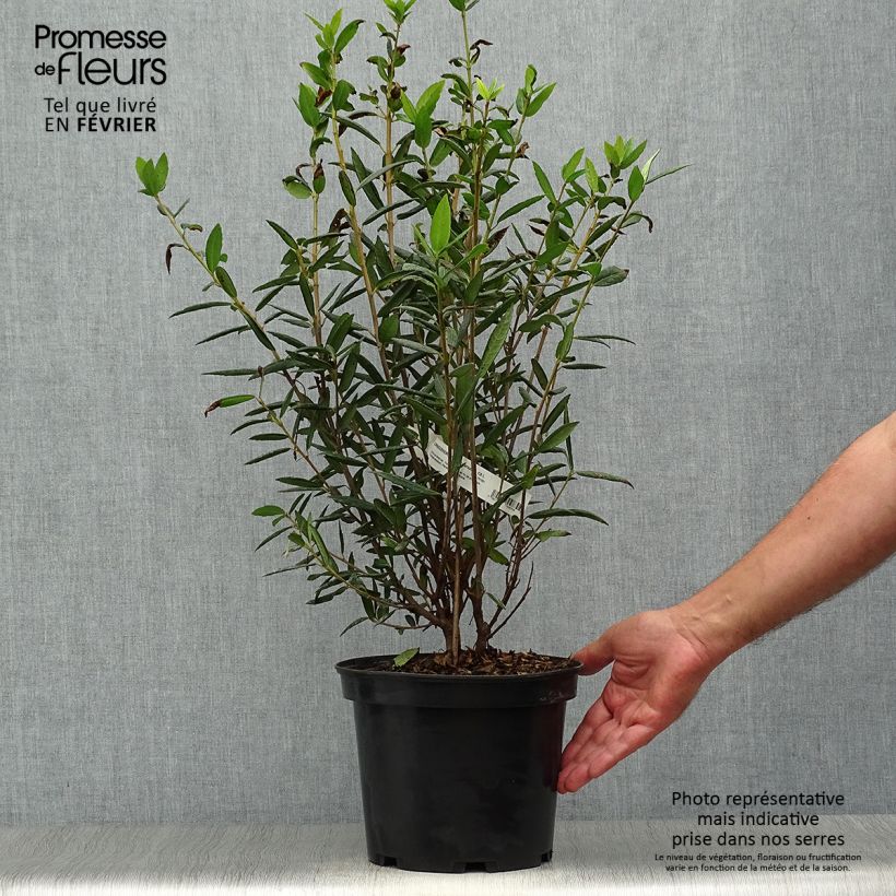 Amostra de Crinodendron hookerianum Vaso de 4 L/5 L tal como entregue no outono
