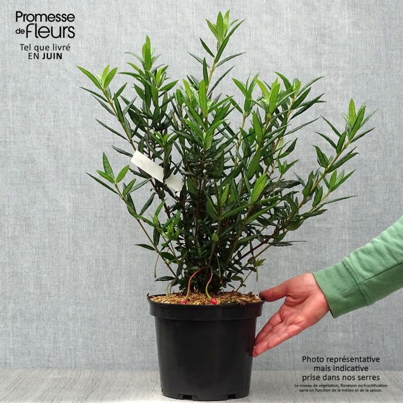 Amostra de Crinodendron hookerianum Vaso de 4 L/5 L tal como entregue no verão