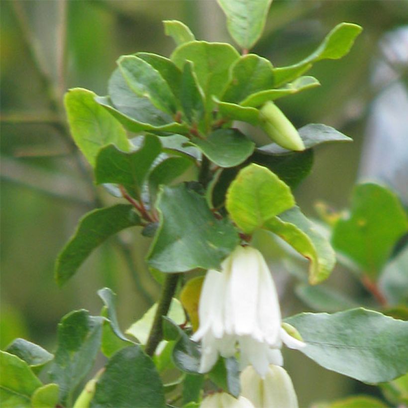Crinodendron patagua (Folhagem)