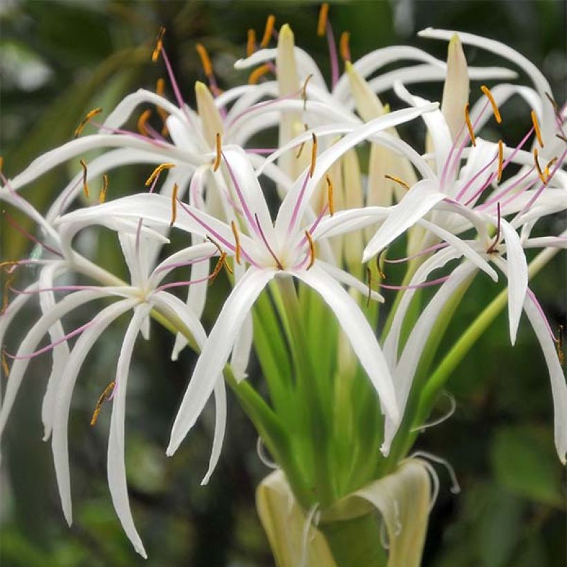 Crinum asiaticum (Floração)