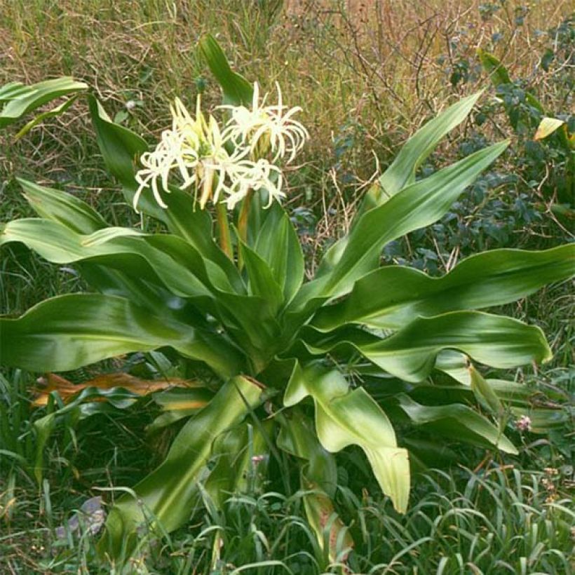 Crinum asiaticum (Hábito)