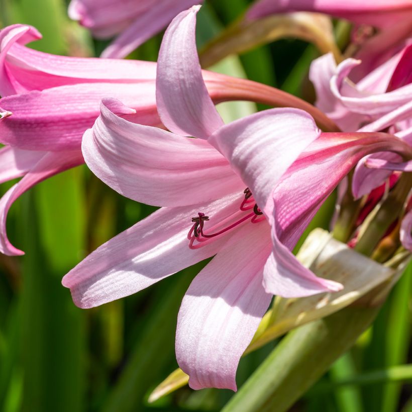 Crinum powellii Rosea (Floração)