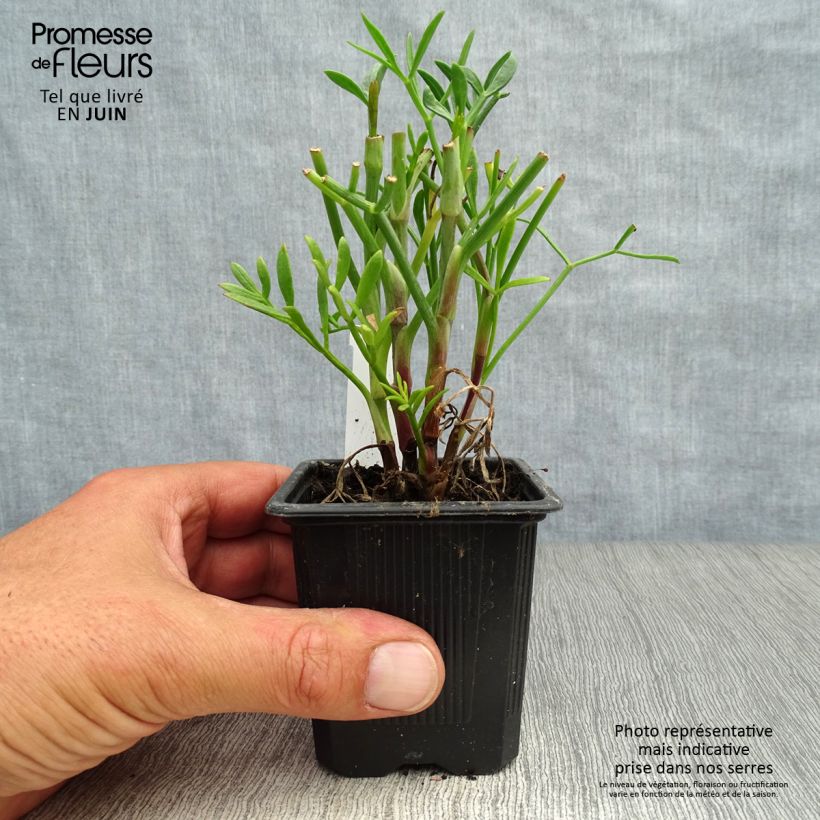 Amostra de Crithmum maritimum Vaso de 8/9 cm tal como entregue no verão