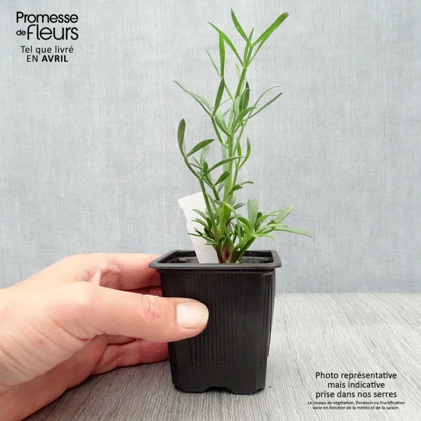 Amostra de Crithmum maritimum Vaso de 8/9 cm tal como entregue na primavera