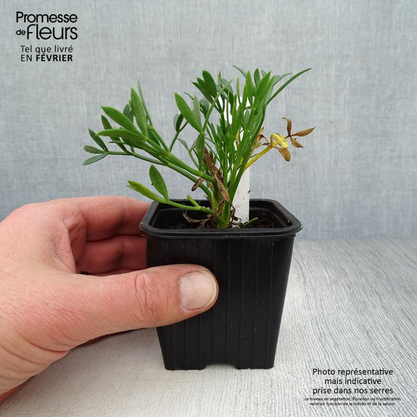 Amostra de Crithmum maritimum - Crithme maritime ou Criste marine Godet de 8/9 cm tal como entregue no inverno