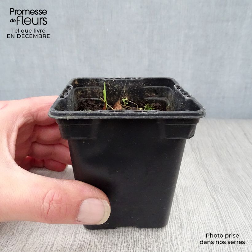 Amostra de Montbrécia Carmine Brillant Vaso de 7/8 cm tal como entregue no inverno