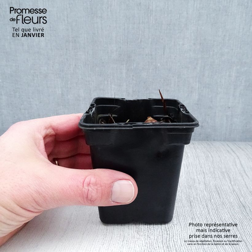 Amostra de Crocosmia George Davison - Montbretia jaune orangé Vaso de 7/8 cm tal como entregue no inverno