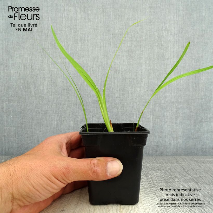 Amostra de Montbrécia George Davison Vaso de 7/8 cm tal como entregue na primavera