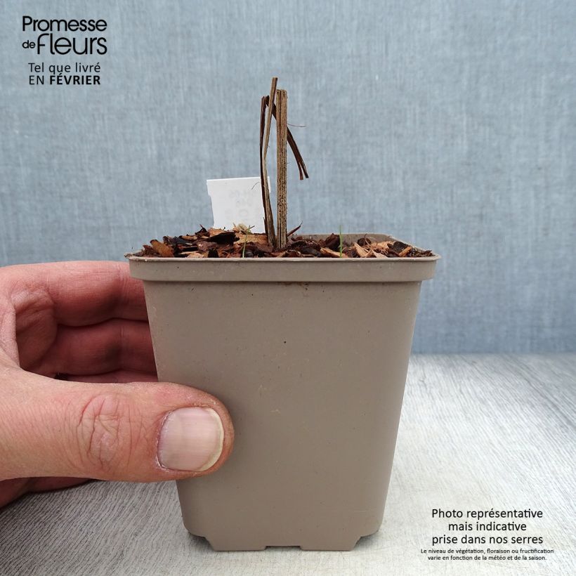 Amostra de Crocosmia Hellfire - Montbretia Vaso de 8/9 cm tal como entregue no inverno