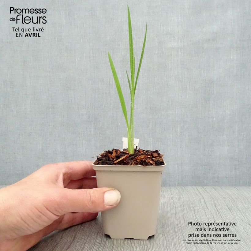 Amostra de Montbrécia Hellfire Vaso de 8/9 cm tal como entregue na primavera