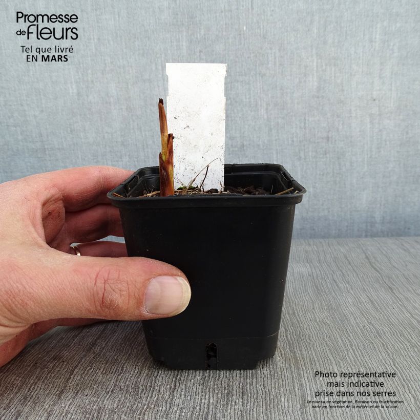 Amostra de Montbrécia Lucifer Vaso de 8/9 cm tal como entregue no inverno