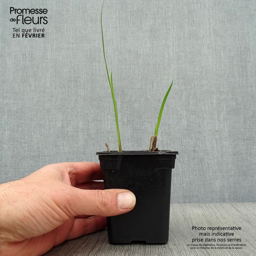 Amostra de Crocosmia Météore - Montbretia  Vaso de 7/8 cm tal como entregue no inverno