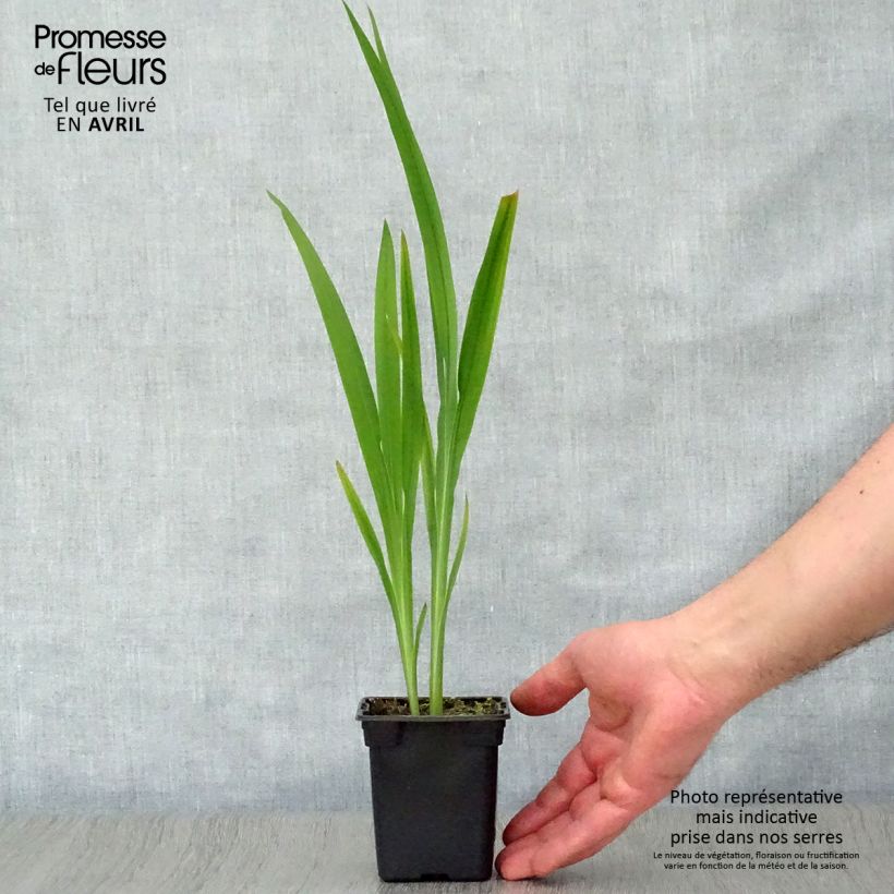 Amostra de Montbrécia Météore Vaso de 7/8 cm tal como entregue na primavera