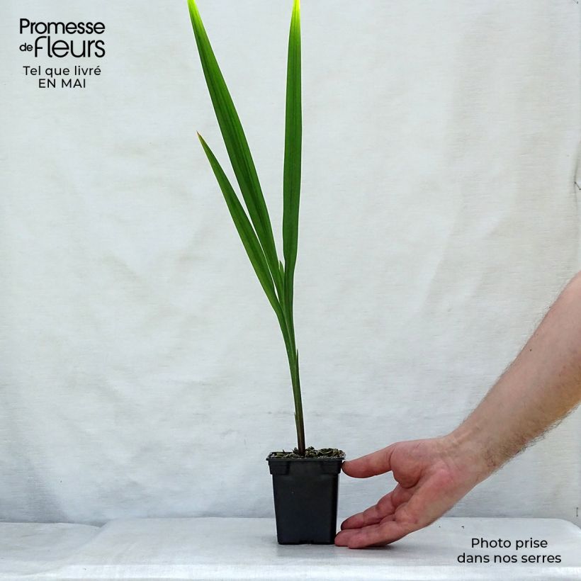 Amostra de Montbrécia Mistral Vaso de 7/8 cm tal como entregue na primavera