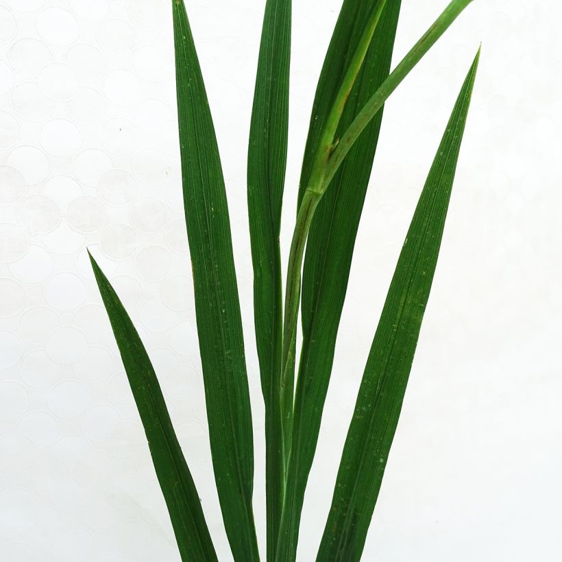 Montbrécia Paul's Best Yellow (Folhagem)