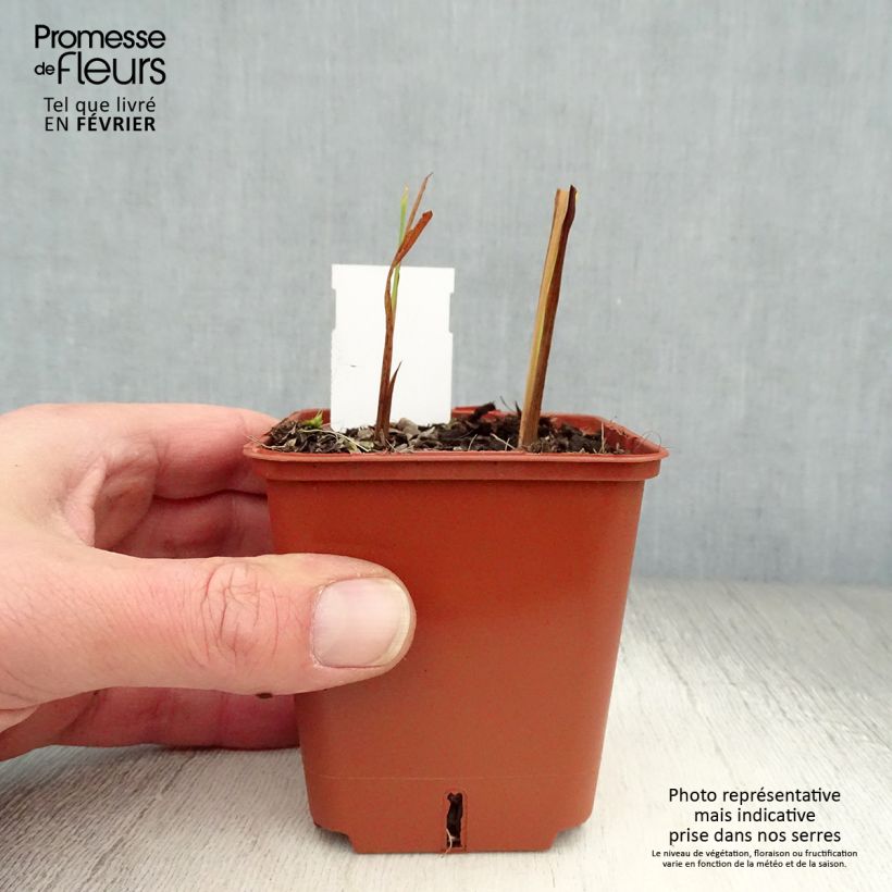 Amostra de Crocosmia hybride Paul’s Best Yellow - Montbretia Vaso de 8/9 cm tal como entregue no inverno