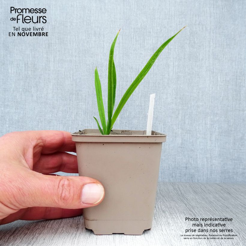 Amostra de Montbrécia Paul's Best Yellow Vaso de 8/9 cm tal como entregue no outono
