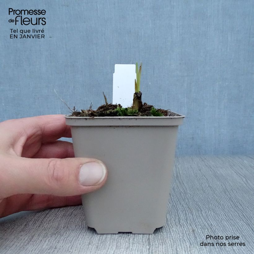 Amostra de Crocosmia hybride Saracen - Montbretia Vaso de 8/9 cm tal como entregue no inverno