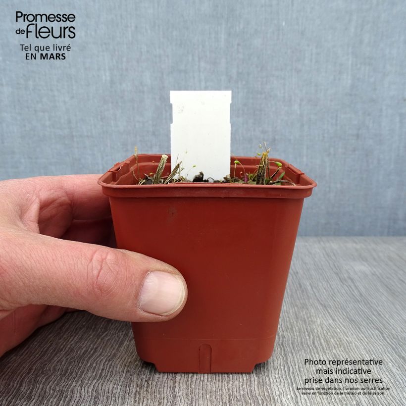 Amostra de Montbrécia Star of the East Vaso de 8/9 cm tal como entregue no inverno