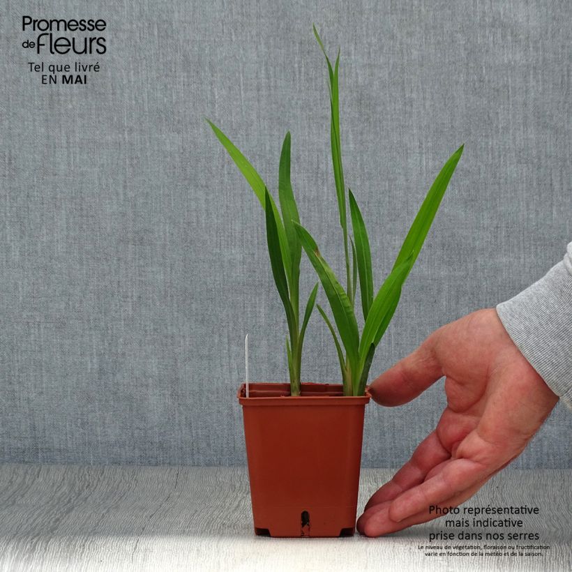 Amostra de Montbrécia Star of the East Vaso de 8/9 cm tal como entregue na primavera