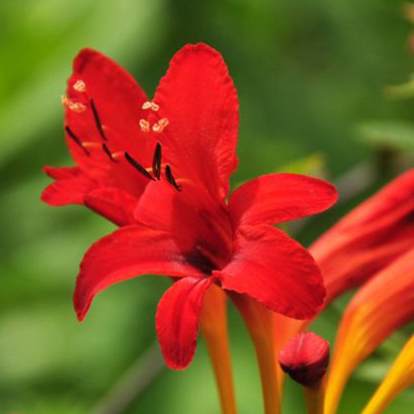 Crocosmia masoniorum (Floração)