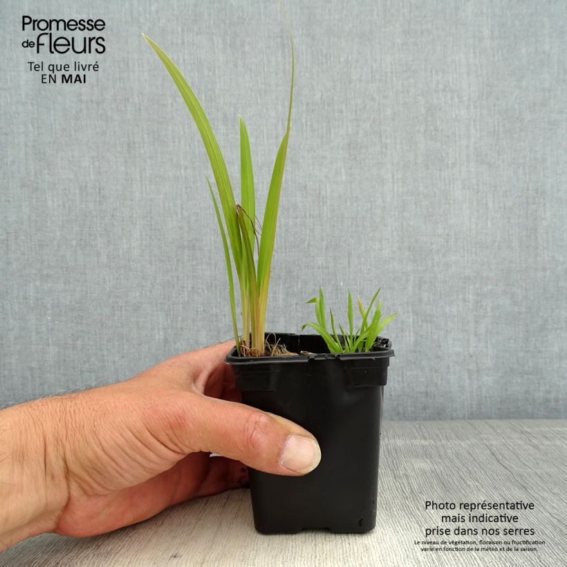 Amostra de Montbrécia Emily McKenzie Vaso de 7/8 cm tal como entregue na primavera