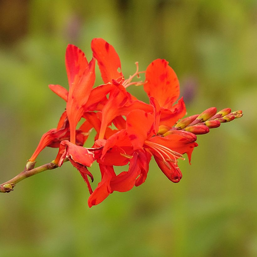 Montbrécia Hellfire (Floração)