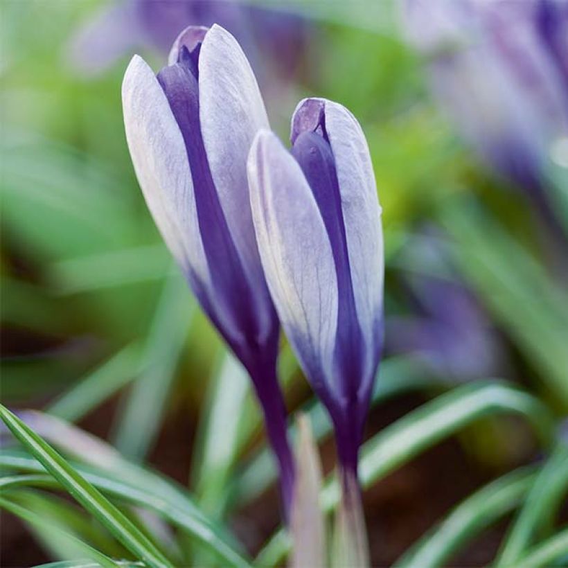 Açafrão-da-primavera Yalta - Crocus (Floração)