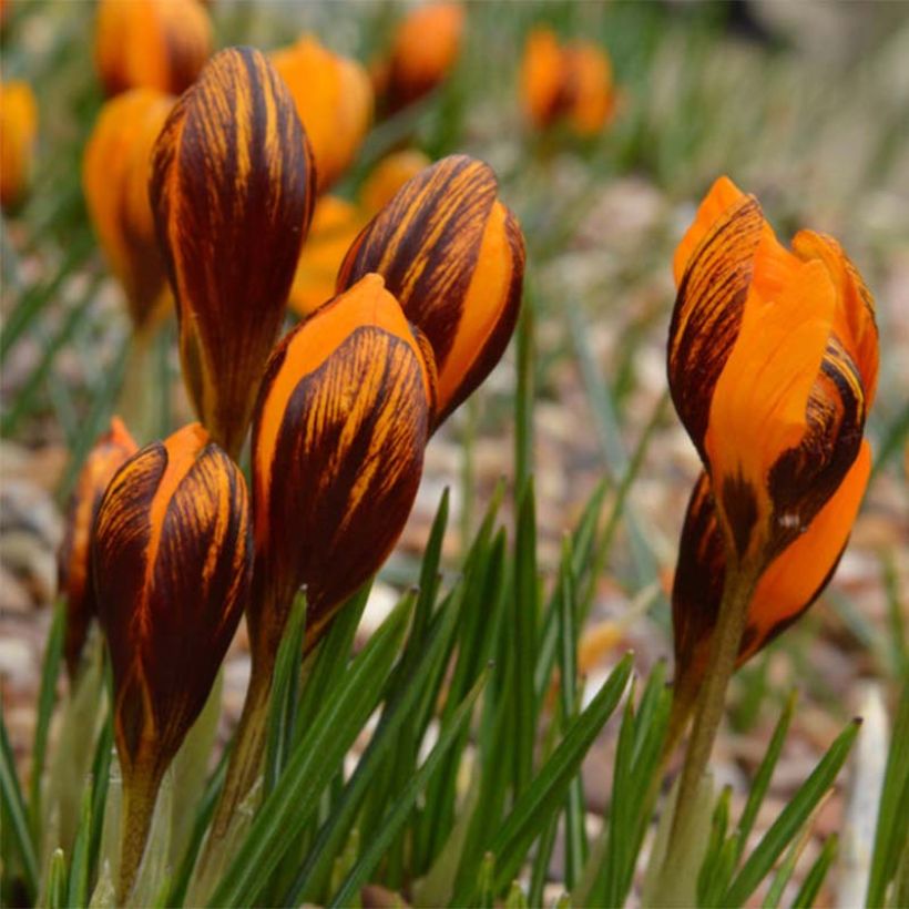 Crocus olivieri subsp. balansae Orange Monarch (Floração)