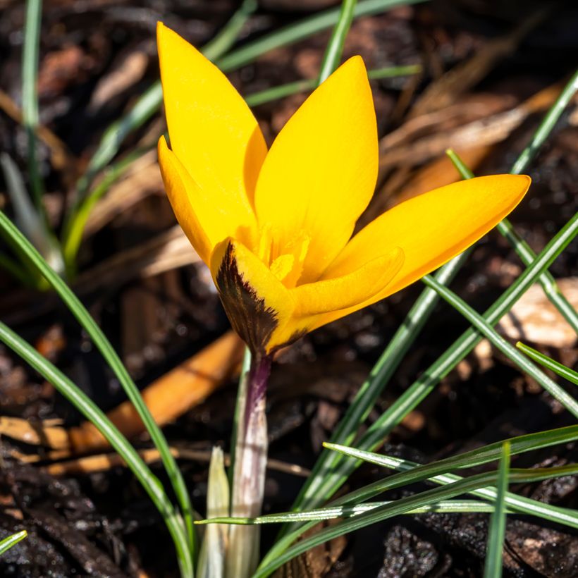 Crocus ancyrensis Golden Bunch (Hábito)