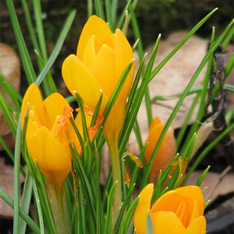 Crocus ancyrensis Golden Bunch (Floração)