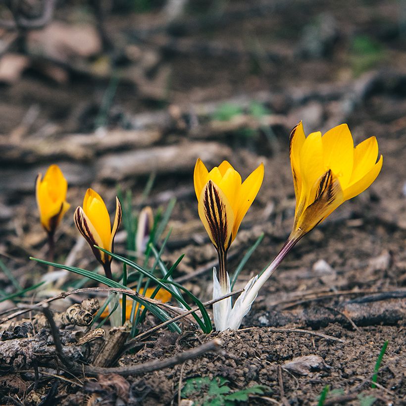 Crocus angustifolius (Hábito)