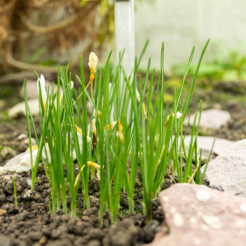 Crocus ochroleucus (Hábito)