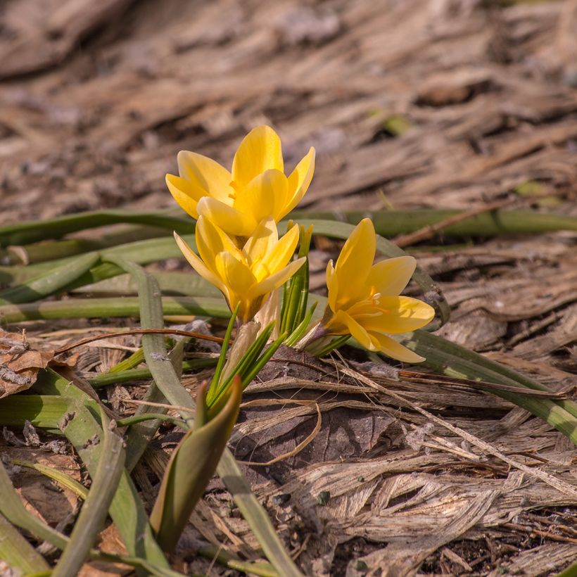 Crocus chrysanthus Advance (Hábito)