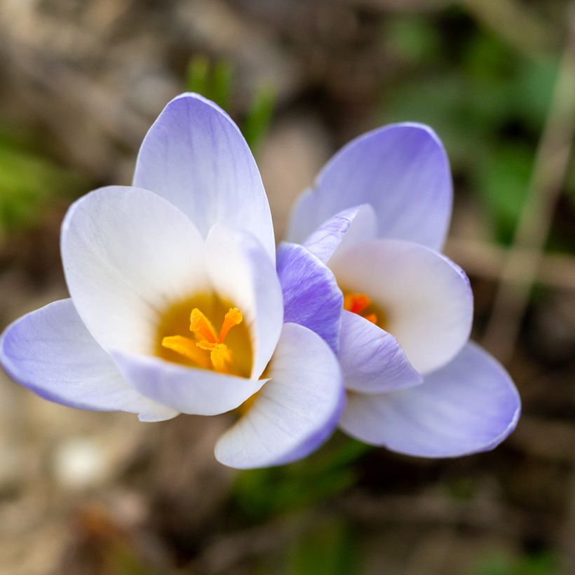 Crocus chrysanthus Blue Pearl (Floração)