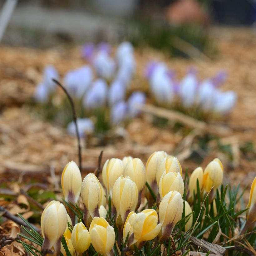 Crocus chrysanthus Cream Beauty (Hábito)