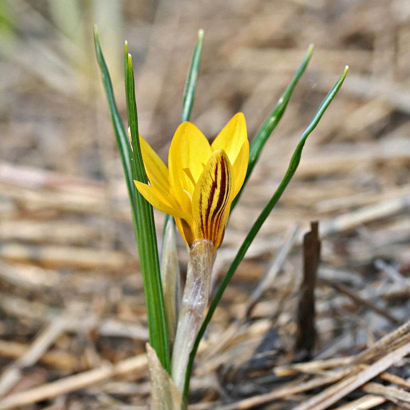 Crocus chrysanthus Fuscotinctus (Hábito)